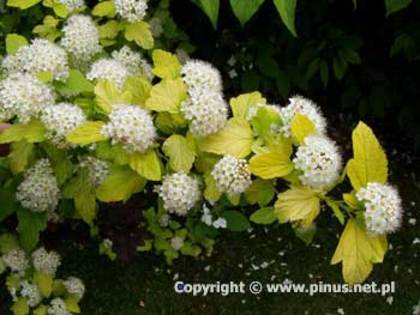 Physocarpus opulifolius luteus 20 - ARBUSTI DE VANZARE  1