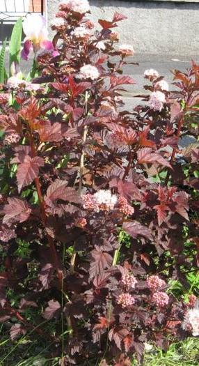 Physocarpus op Red Baron 20 - ARBUSTI DE VANZARE  1