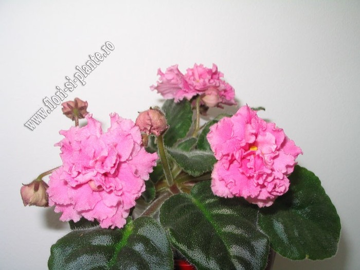 Saintpaulia Alamo Folly