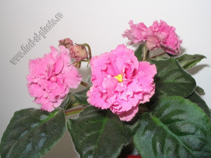 Saintpaulia Alamo Folly