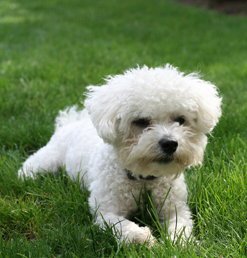 bichon_maltez_03 - catei bichon