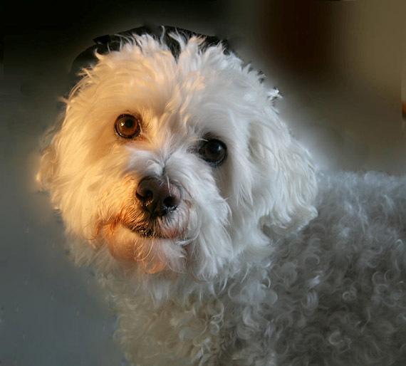 bichon_maltez_04