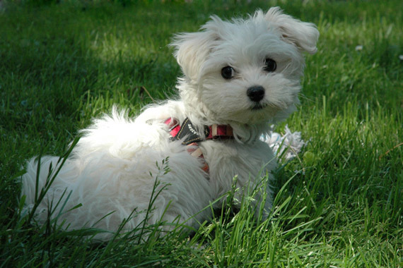 bichon_maltez_13 - catei bichon