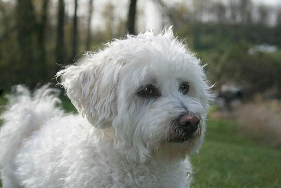 bichon_maltez_17 - catei bichon