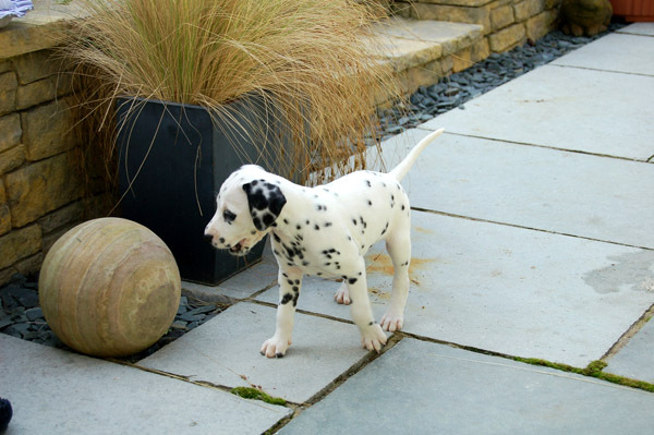 dalmatian_05 - catei dalmatieni