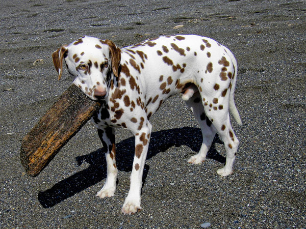 dalmatian_09 - catei dalmatieni