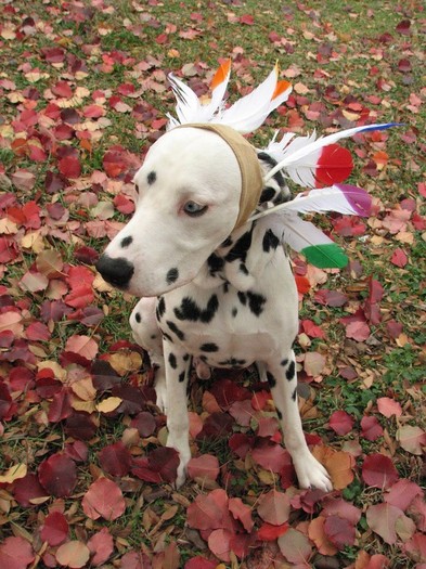 dalmatian_16 - catei dalmatieni