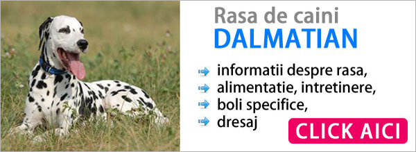 despre_caini_dalmatian