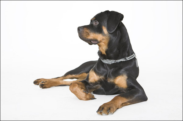 rottweiler_00