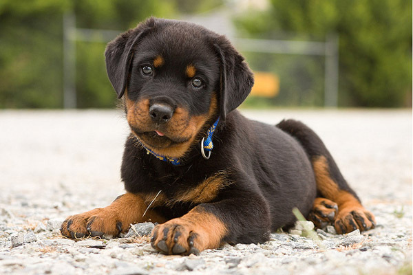 rottweiler_01