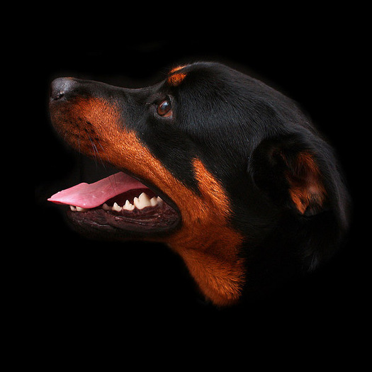 rottweiler_06