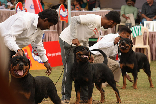 rottweiler_07 - caini rottweiler