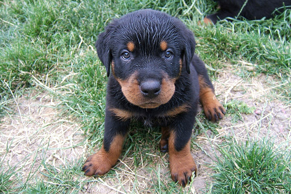 rottweiler_16