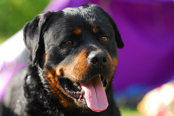 rottweiler_17