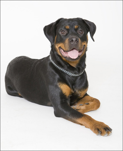 rottweiler_19