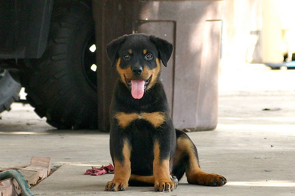 rottweiler_20