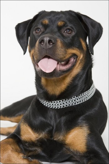 rottweiler_21
