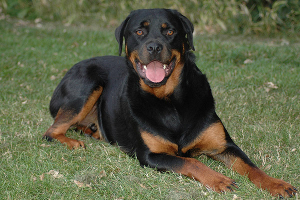 rottweiler_24