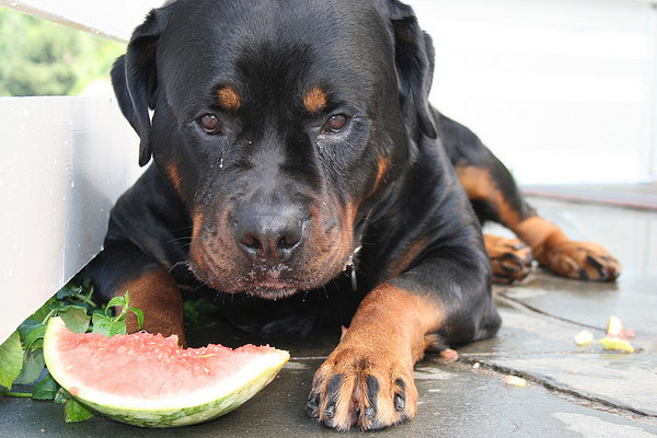 rottweiler_26
