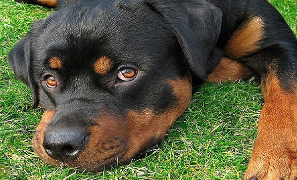 rottweiler_27
