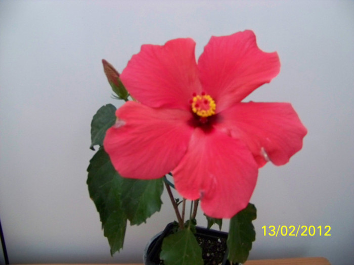 275_4708 - 0 Hibiscusi 2012