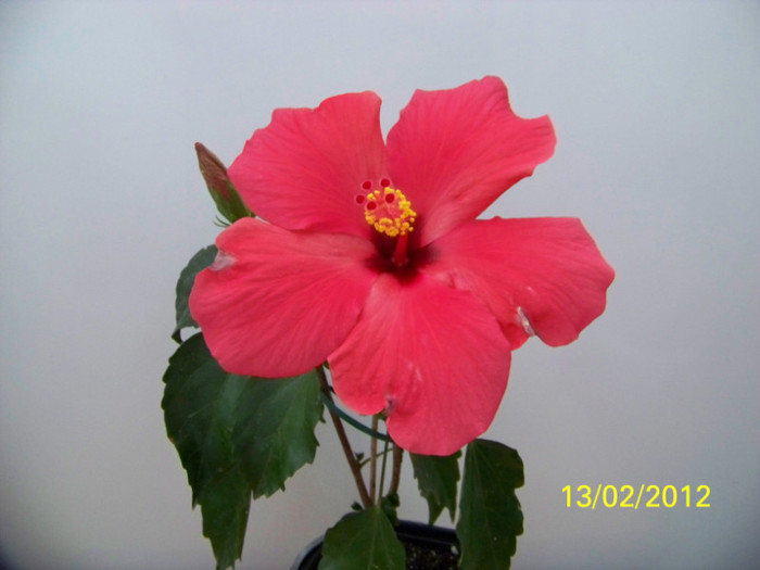 275_4709 - 0 Hibiscusi 2012