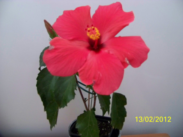 275_4710 - 0 Hibiscusi 2012