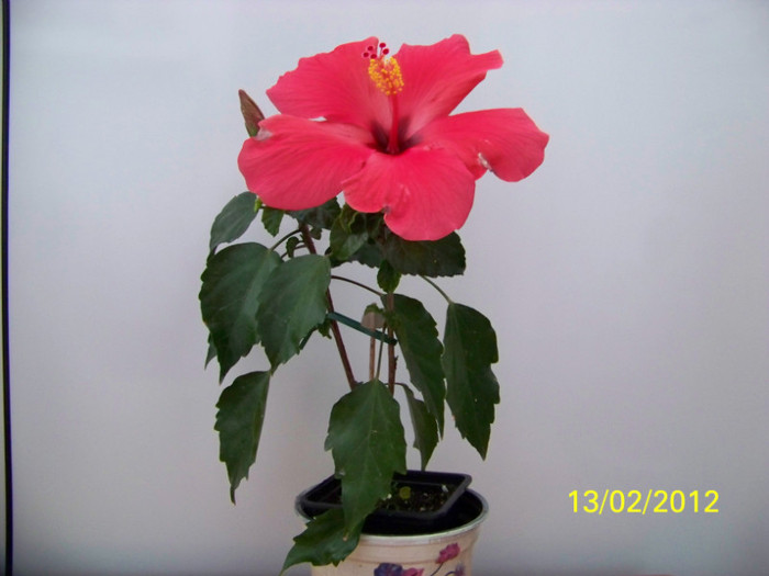 275_4712 - 0 Hibiscusi 2012