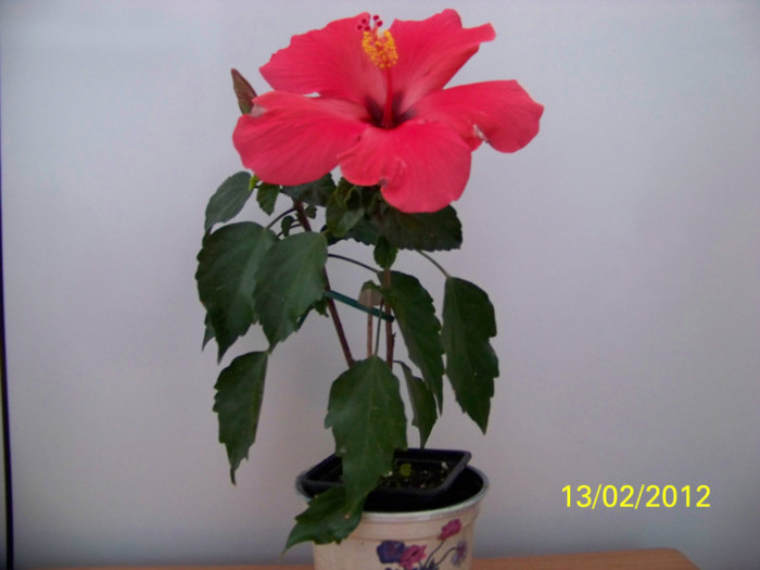 275_4713 - 0 Hibiscusi 2012