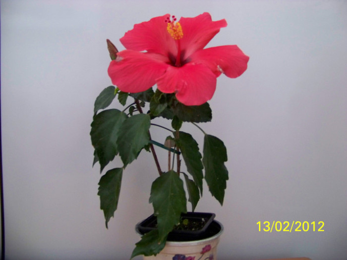 275_4714 - 0 Hibiscusi 2012