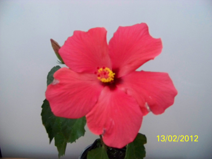 275_4715 - 0 Hibiscusi 2012