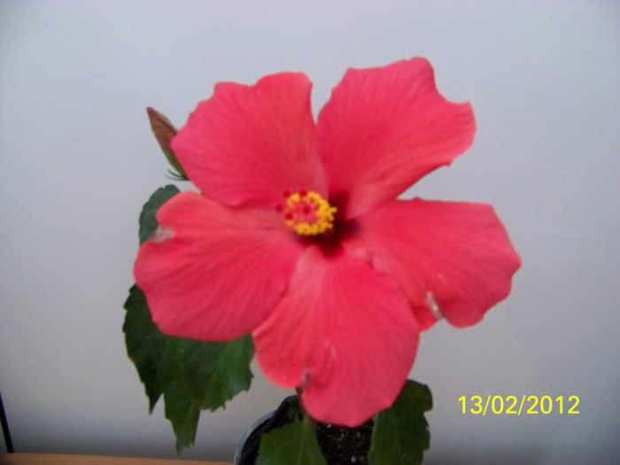 275_4716 - 0 Hibiscusi 2012