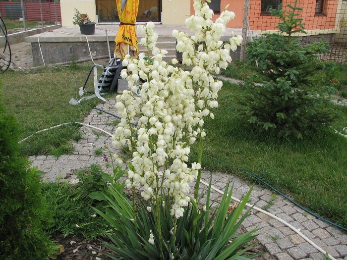 IMG_7997 - Yucca