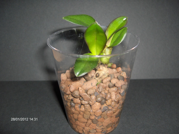 l-am instalat in pietre din argila