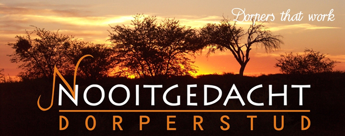 ferma de oi dorper -Africa