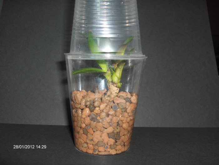 phalaenopsis blackjack