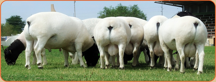 sheep4-berbeci Dorper