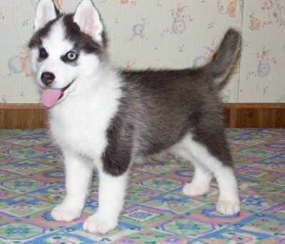 760768_husky_pupy - Poze cu animale