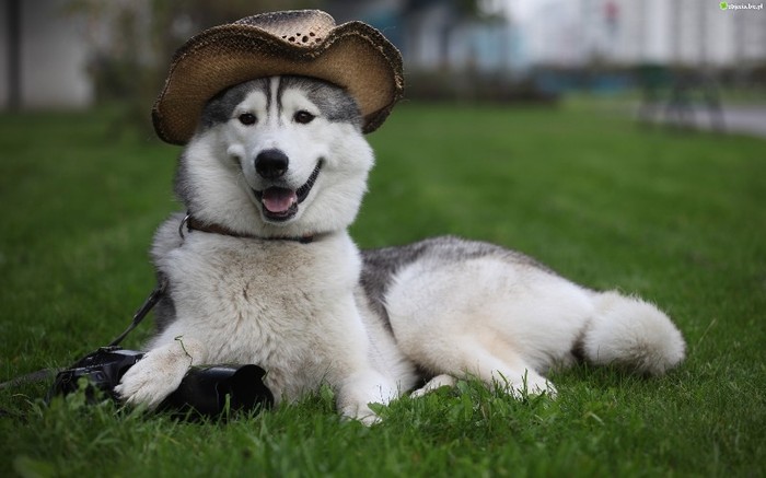husky-siberian-kapelusz - Poze cu animale