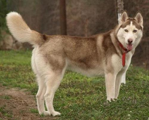 pic141613_caine_Husky_siberian