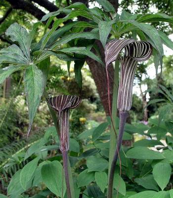 Arisaema consanguineum - a- copaci si plante diverse pt Romania