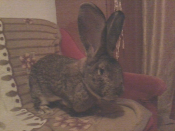 mascul uriasul gri G