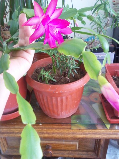P120213001 - schlumbergera 2011_2012