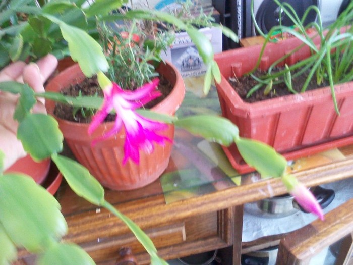 P120213002 - schlumbergera 2011_2012