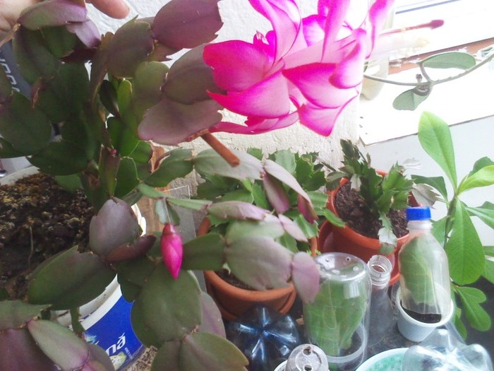 P120213003 - schlumbergera 2011_2012