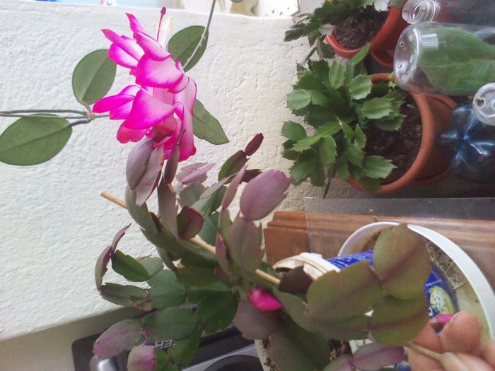 P120213004 - schlumbergera 2011_2012