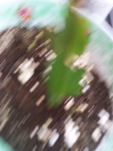 la inradacinat 13.02.2012 - schlumbergera 2011_2012