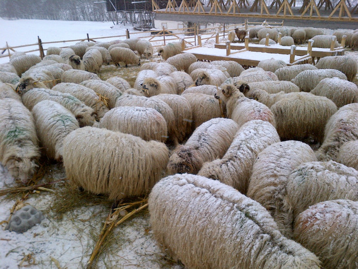 IMG-20120213-00423
