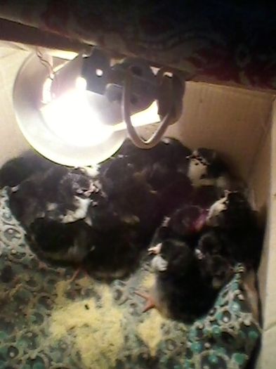 SP_A0055 - Puii 2012 AUSTRALORP