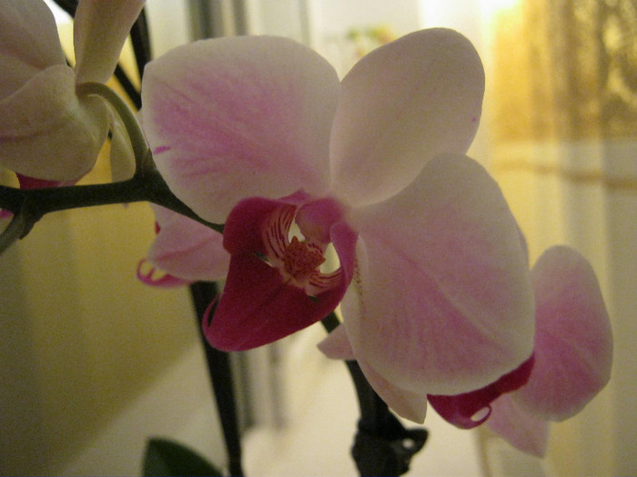 Orhidee 05 - orhidee